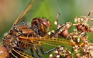 Broad-bodied Chaser (female, Libellula depressa)